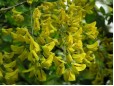 Laburnum anagyroides